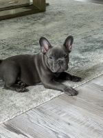 French Bulldog Puppies for sale in New York, NY, USA. price: NA