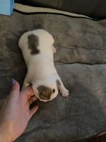 French Bulldog Puppies for sale in Louisville, KY, USA. price: NA