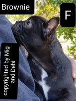 French Bulldog Puppies for sale in Victorville, CA, USA. price: NA