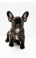French Bulldog Puppies for sale in Plumas Lake, CA 95961, USA. price: NA