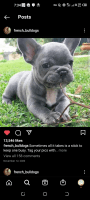 French Bulldog Puppies for sale in Bentleyville, OH, USA. price: NA