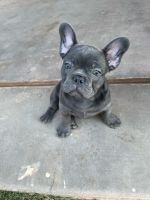 French Bulldog Puppies for sale in Phoenix, AZ, USA. price: NA