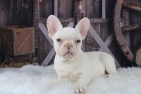 French Bulldog Puppies for sale in Suffolk County, NY, USA. price: NA