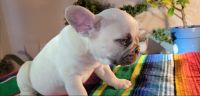 French Bulldog Puppies for sale in Greeley, CO 80631, USA. price: NA