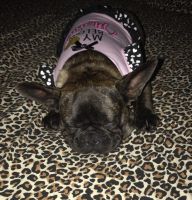 French Bulldog Puppies for sale in Redlands, CA, USA. price: NA