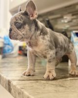 French Bulldog Puppies for sale in Broward County, FL, USA. price: NA