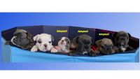 French Bulldog Puppies for sale in Boston, MA, USA. price: NA