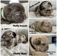 French Bulldog Puppies for sale in Torrance, CA, USA. price: NA