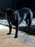 French Bulldog Puppies for sale in Raytown, MO, USA. price: NA
