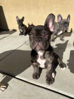 French Bulldog Puppies for sale in Beaumont, CA, USA. price: NA