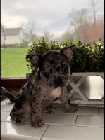French Bulldog Puppies for sale in Scotchtown, NY 10940, USA. price: NA