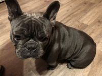 French Bulldog Puppies for sale in Township of Hanover, PA 15026, USA. price: NA