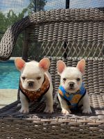 French Bulldog Puppies for sale in Fort Myers, FL 33967, USA. price: NA