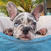 French Bulldog Puppies for sale in Fort Myers, FL, USA. price: NA