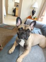 French Bulldog Puppies for sale in Meriden, CT, USA. price: NA