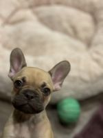 French Bulldog Puppies for sale in Fairburn, GA, USA. price: NA