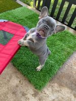 French Bulldog Puppies for sale in Eugene, OR, USA. price: NA