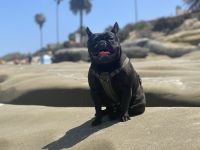 French Bulldog Puppies for sale in Temecula, CA 92592, USA. price: NA