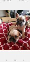 French Bulldog Puppies for sale in Orange County, CA, USA. price: NA