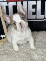 French Bulldog Puppies for sale in Missouri City, TX 77489, USA. price: NA