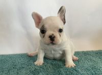 French Bulldog Puppies for sale in Boston, MA, USA. price: NA