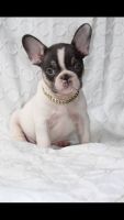 French Bulldog Puppies for sale in Lynwood, CA, USA. price: NA