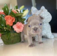French Bulldog Puppies for sale in Mountain House, CA, USA. price: NA