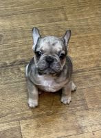 French Bulldog Puppies for sale in Blairsville, GA 30512, USA. price: NA