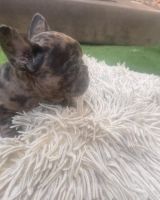 French Bulldog Puppies for sale in Riverside, CA, USA. price: NA