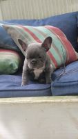 French Bulldog Puppies for sale in Ocean Springs, MS 39564, USA. price: NA