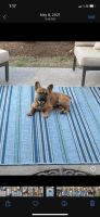 French Bulldog Puppies for sale in Leland, NC, USA. price: NA