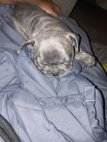 French Bulldog Puppies for sale in Summerville, SC, USA. price: NA
