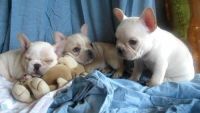 French Bulldog Puppies for sale in Atlanta, GA, USA. price: NA