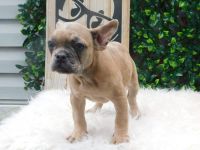 French Bulldog Puppies for sale in Virginia Beach, VA, USA. price: NA