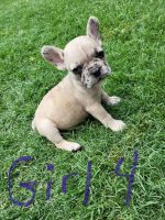 French Bulldog Puppies for sale in McKinney, TX, USA. price: NA