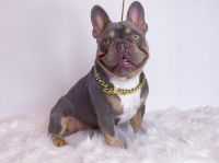 French Bulldog Puppies for sale in Modesto, CA 95351, USA. price: NA