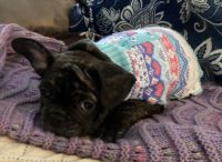 French Bulldog Puppies for sale in Bakersfield, CA 93309, USA. price: NA