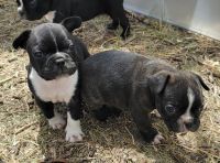 French Bulldog Puppies for sale in Hugo, CO, USA. price: NA