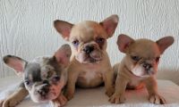 French Bulldog Puppies for sale in San Bernardino, CA, USA. price: NA
