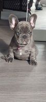 French Bulldog Puppies for sale in North Las Vegas, NV 89031, USA. price: NA