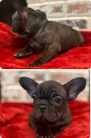 French Bulldog Puppies for sale in Modesto, CA 95351, USA. price: NA