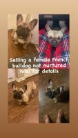 French Bulldog Puppies for sale in Tampa, FL, USA. price: NA