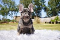 French Bulldog Puppies for sale in Stockton, CA, USA. price: NA