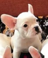 French Bulldog Puppies for sale in El Campo, TX 77437, USA. price: NA