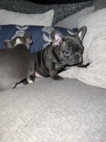 French Bulldog Puppies for sale in Napa Valley, CA, USA. price: NA