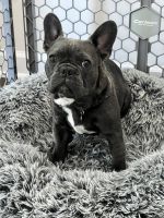 French Bulldog Puppies for sale in Huntersville, NC 28078, USA. price: NA