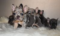 French Bulldog Puppies for sale in Hesperia, CA 92345, USA. price: NA