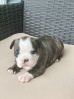 French Bulldog Puppies for sale in Burlington, NC, USA. price: NA