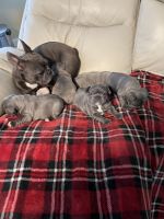 French Bulldog Puppies for sale in Rohnert Park, CA, USA. price: NA