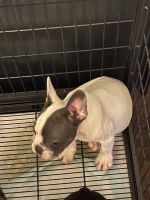 French Bulldog Puppies for sale in Middletown, NY 10940, USA. price: NA